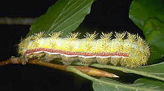 Lo Moth Larva